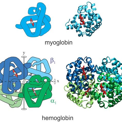 Schematic structures of myoglobin and hemoglobin. Images on right show ...