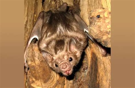 Vampire Bat - Description, Habitat, Image, Diet, and Interesting Facts