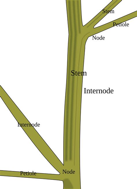 Collection of Stem Of A Plant PNG. | PlusPNG