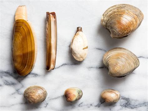 Guide to Clam Types and Recipes