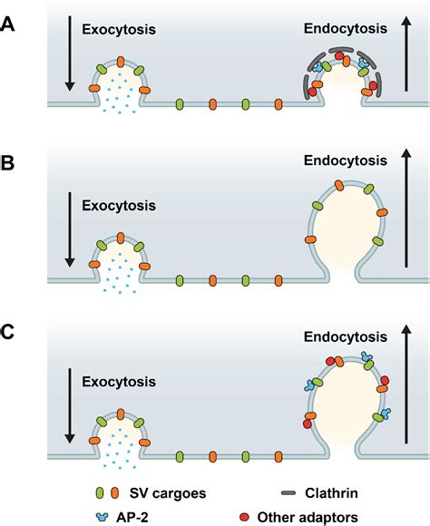 Receptor Mediated Endocytosis Transferrin