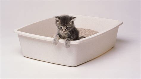 13 Best Cat Litter Boxes of 2023 — Editor Approved Finds ...