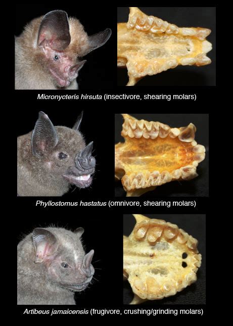 Smithsonian Insider – From chewing tough insects to soft fruit, bat ...