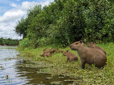 Are capybaras rodents? And 5 other capybara facts | Stories | WWF