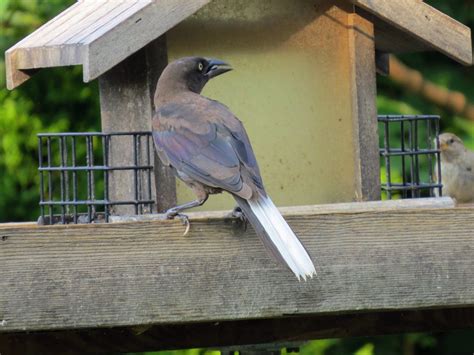 Common Grackle with white tail feathers - FeederWatch