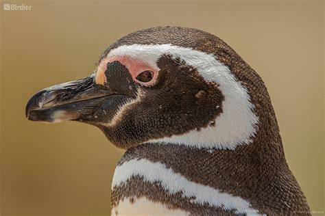 Species of the Spheniscidae family - Birdier