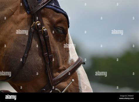 Bay horse closed eyes Stock Photo - Alamy