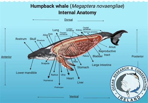 How do humpback whales survive in the marine environment?; Part I