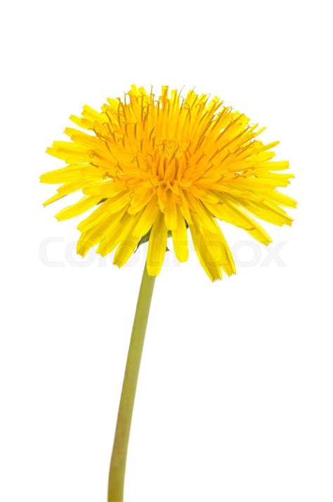 Yellow Dandelion (Taraxacum Officinale) Flower on White Background ...