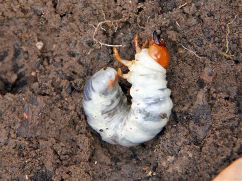 Garden Grubs Identification Uk - Bad Breath Remedy