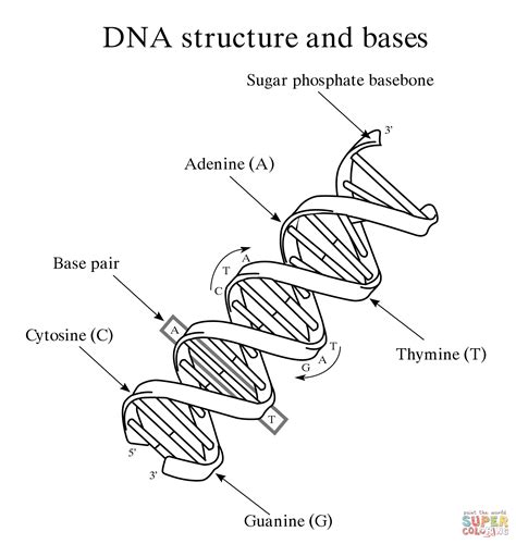 DNA Structure and Bases coloring page | Free Printable Coloring Pages