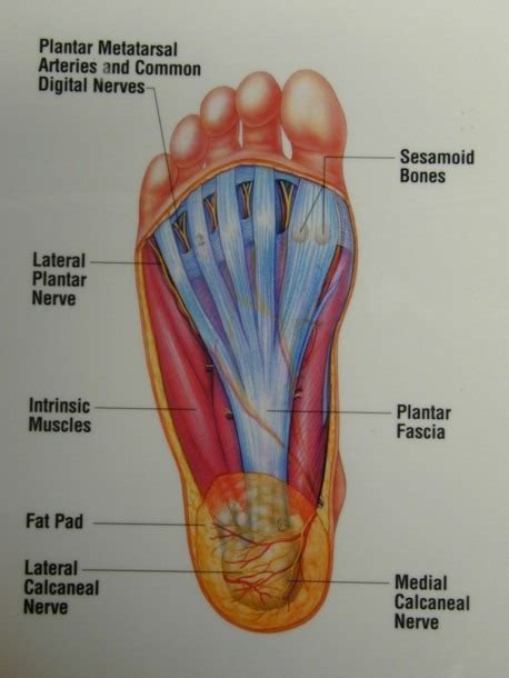 Diagram Showing Parts Of The Foot