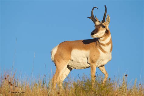 Pronghorn Wallpapers - Wallpaper Cave