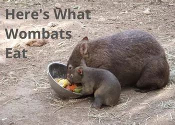 What Do Wombats Eat? Wombat Diet by Species and Season