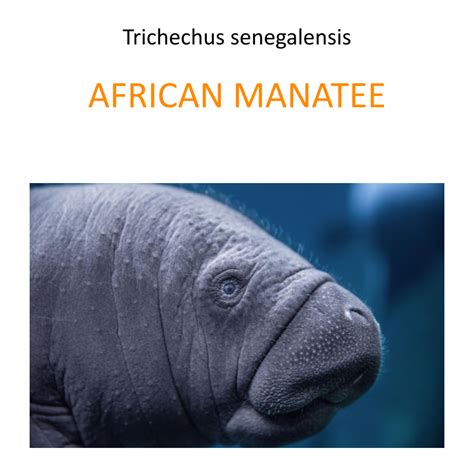 African manatee conservation program - Fundacja Zoo Wrocław DODO