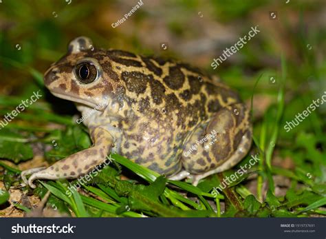 29,098 Frog grass Images, Stock Photos & Vectors | Shutterstock