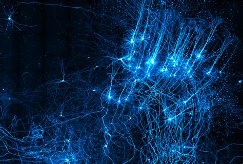 Multitasking microscope depicts brain in dazzling detail | Spectrum ...