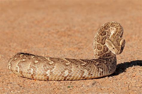 Deadly Snakes Found in Africa - WorldAtlas