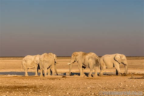 Etosha National Park: the ultimate guide - Roxanne Reid - Africa Addict