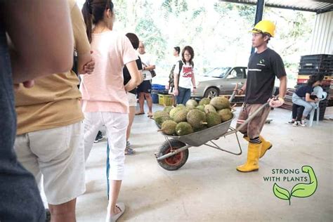 Visiting Organic Farm for Best Durian | Strong With Plants - Vegan ...