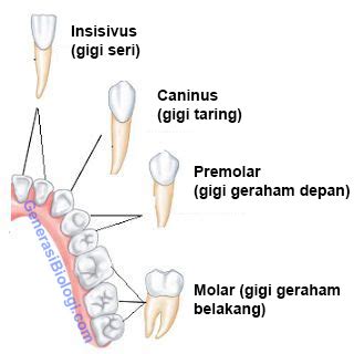 Struktur, Anatomi, Fungsi dan Rumus Gigi Manusia - Biologizone