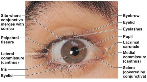 Pinguecula eye causes, symptoms, diagnosis & pinguecula eye treatment