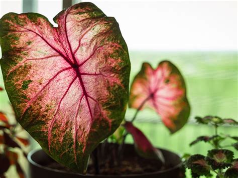 Caladium Houseplant Care: How To Care For Caladium Indoors