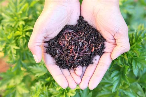 7 Ways to Use Worm Poop in A Garden | Kellogg Garden Organics™