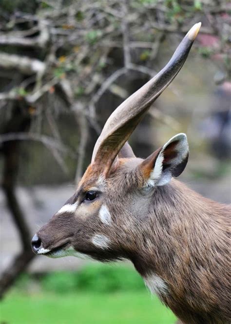 20 Facts About Sitatunga: Africa's Swamp-Dwelling Antelope ...