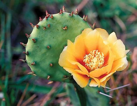 Eastern Prickly Pear | MDC Discover Nature | Prickly pear flowers ...