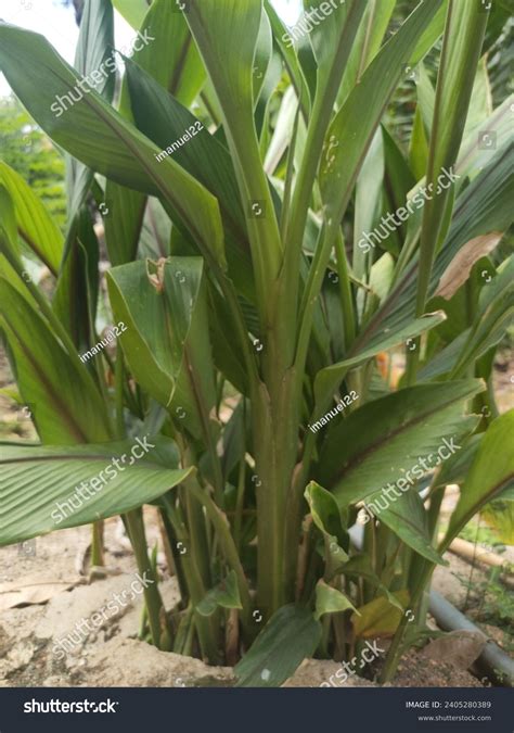 Temulawak Plant Native Indonesian Plant Designated Stock Photo ...