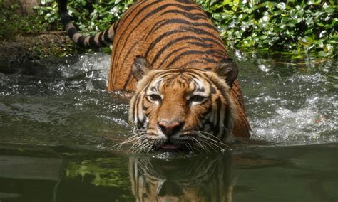 Indochinese Tiger_Greater Mekong_243229.jpg | Photos | WWF