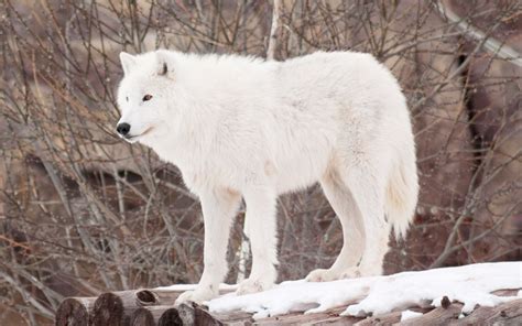 Arctic Wolf - Facts, Photos, Diet, Habitat, Lifestyle - 101 Animals