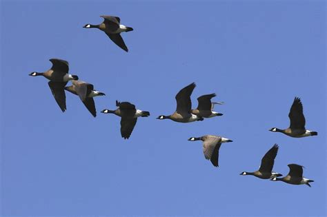 Prepare for the Canada Goose Migration - Bird B Gone LLC