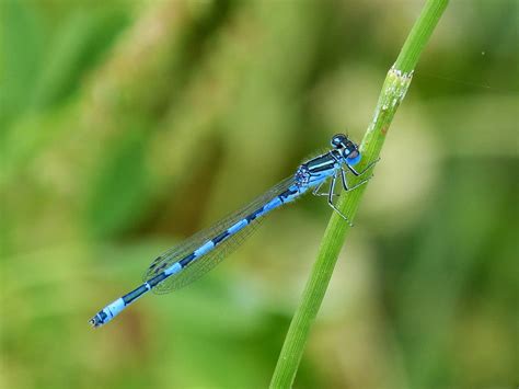 Blue Dragonfly Beauty Dragonfly Flying Insect-20 Inch By 30 Inch ...