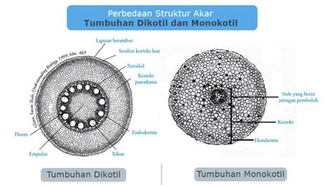 Perbedaan Struktur Akar Tumbuhan Dikotil dan Monokotil - Celebesmedia