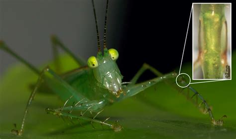 Awesome Ears: The Weird World of Insect Hearing | Scientific American