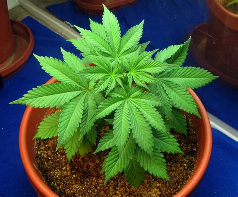 Blog oficial de noticias sobre Grow Barato: Cómo abonar tus plantas de ...