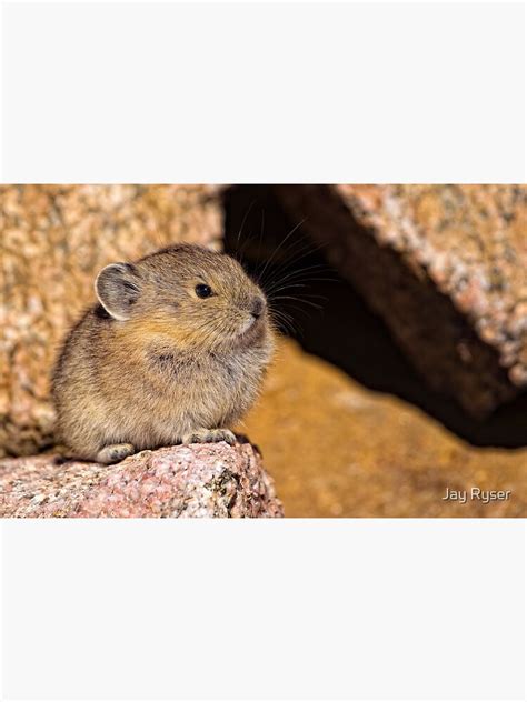 "Baby Pika" Art Print by jayryser | Redbubble