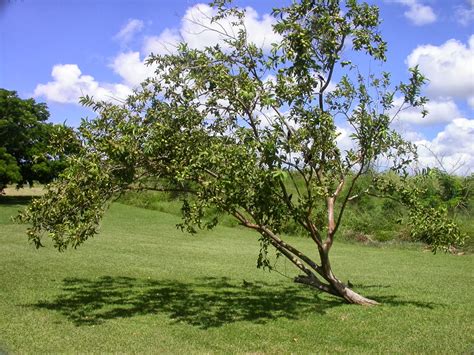 Barbados Flora & Fauna: Guava Trees (Psidium guajava)