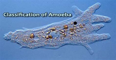 Classification of Amoeba - Assignment Point