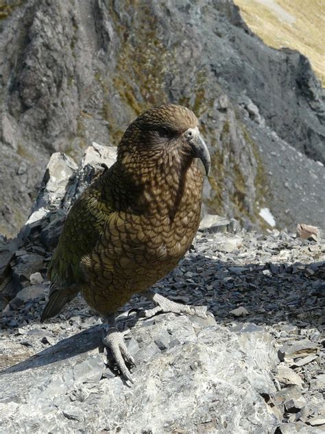 Travel, Kea Parrot, New Zealand, Travel #travel, #keaparrot, # ...