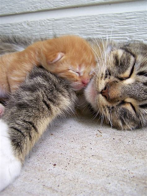 40 Really Cute Cuddling Kittens in the World - The Design Inspiration ...