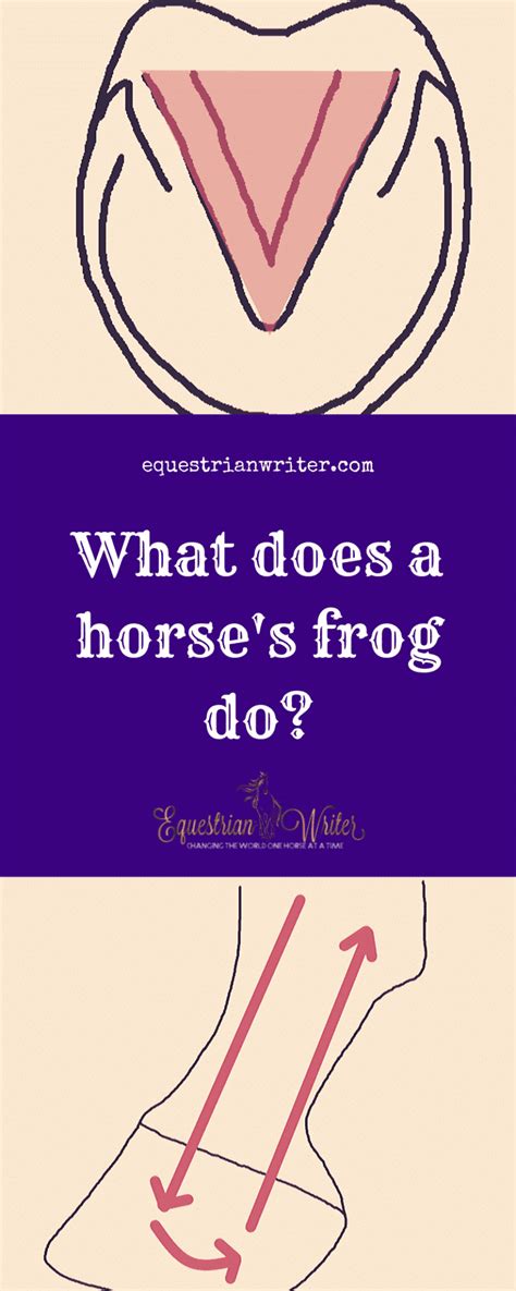 What does a horse's frog do? | Equestrian Writer