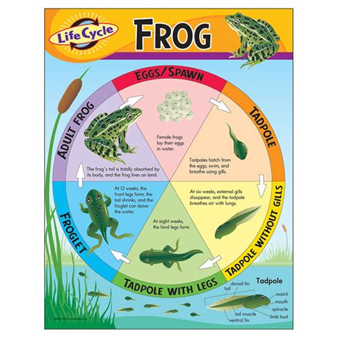 Life Cycle Of A Frog Diagram For Kids