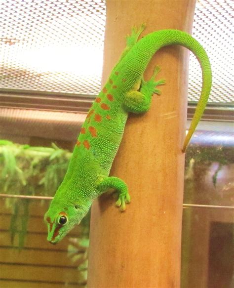 Madagascar Giant Day Gecko Facts and Pictures | Reptile Fact