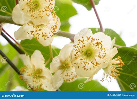 Kiwi male flower on tree stock image. Image of petals - 149743973