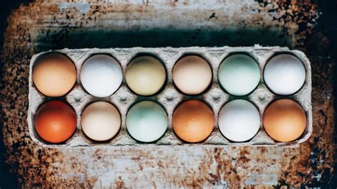 Blue eggs offered as a solution to identify pasture-raised or ...