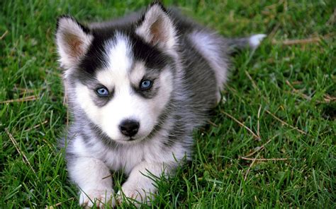 White and black Alaskan Malamute puppy, Siberian Husky , dog, puppies ...