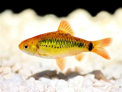 Gold Barb Care Guide & Species Overview | Fishkeeping World